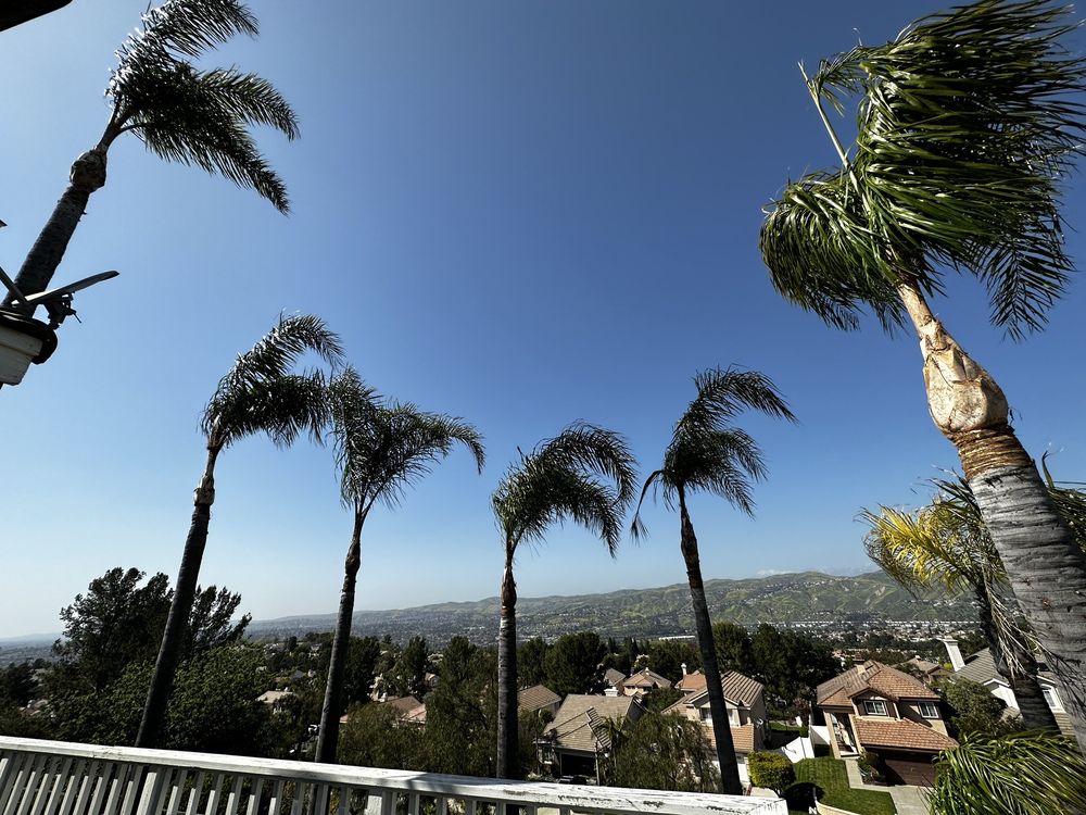 L BRAVO TREE SERVICES Updated September 2024 96 Photos & 25 Reviews