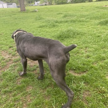 Diane's Pet Parlor & Boarding Base - After - Pet Sitting Near Me - Somerset, Pennsylvania Diane's Pet Parlor & Boarding Base - After - Pet Sitting Near Me - Somerset, Pennsylvania