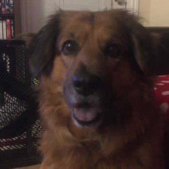 Best Vet - Back to her happy self - Veterinarians Near Me - Austin, Texas