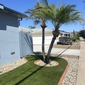 Fore Landscape Services - Palm 3 after - Tree Services Near Me Fore Landscape Services - Palm 3 after - Tree Services Near Me