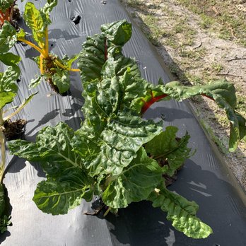 Peterson's Groves - Tart greens - Nurseries & Gardening Near Me - Vero Beach, Florida