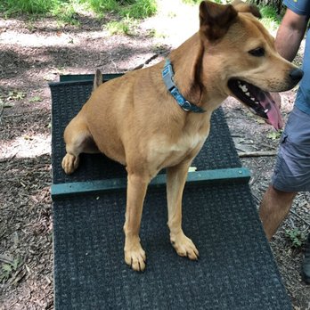 Brown County Park & Pet Exercise Area - Climbing the ramp.... up and down....up and down! - Dog Parks Near Me - Green Bay, Wisconsin