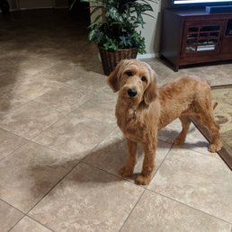 Our girl Willow Our girl Willow