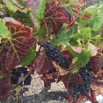 101 Wine Tours - Wine Tours Near Me 101 Wine Tours - Wine Tours Near Me