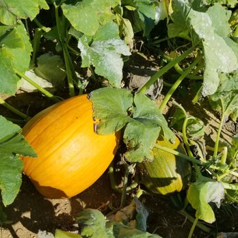 Melick Orchards - Some of the smaller pumpkins - Farmers Market Near Me - Califon, New Jersey