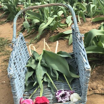 Texas-Tulips - Tulips picked for my bouquet. - Nurseries & Gardening Near Me - Pilot Point, Texas