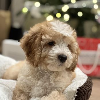 Valencia Poodles - Pet Breeders Near Me - Sacramento, California Valencia Poodles - Pet Breeders Near Me - Sacramento, California