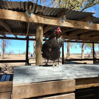 Sweet Eats Adventure Farm - Attraction Farms Near Me - Georgetown, Texas