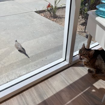 Club Cat - Bird watching in the happy hour room! - Pet Boarding Near Me - Irvine, California Club Cat - Bird watching in the happy hour room! - Pet Boarding Near Me - Irvine, California