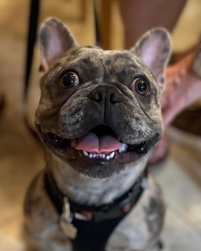 PENNY’S PUP WASH Updated April 2024 284 Photos & 366 Reviews 445