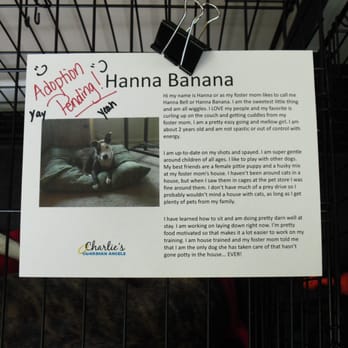 Pet Pros - A successful adoption from our Dog Gone Summer Event! So happy for miss Hanna Banana! - Pet Stores Near Me - Maple Valley, Washington Pet Pros - A successful adoption from our Dog Gone Summer Event! So happy for miss Hanna Banana! - Pet Stores Near Me - Maple Valley, Washington
