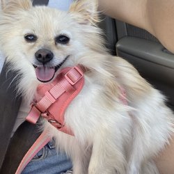 Amy's Pet Grooming