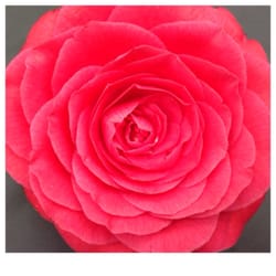 E & J Gallo Winery - Camellia show