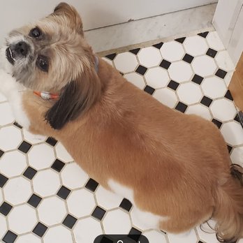 Wanda's Pet Grooming - Groomed to perfection! - Pet Groomers Near Me - New York, New York Wanda's Pet Grooming - Groomed to perfection! - Pet Groomers Near Me - New York, New York