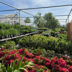 Dutch Garden Nursery - Large Selection of Shrubs and Perennials!
