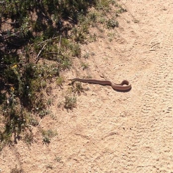 Sycamore Canyon Wilderness Park - Not a rattler but don't know what it was. About two feet long. - Parks Near Me - Riverside, California Sycamore Canyon Wilderness Park - Not a rattler but don't know what it was. About two feet long. - Parks Near Me - Riverside, California