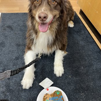 Happy Dog Barkery - Happy 6th birthday Beast ! - Pet Stores Near Me - Downers Grove, Illinois Happy Dog Barkery - Happy 6th birthday Beast ! - Pet Stores Near Me - Downers Grove, Illinois