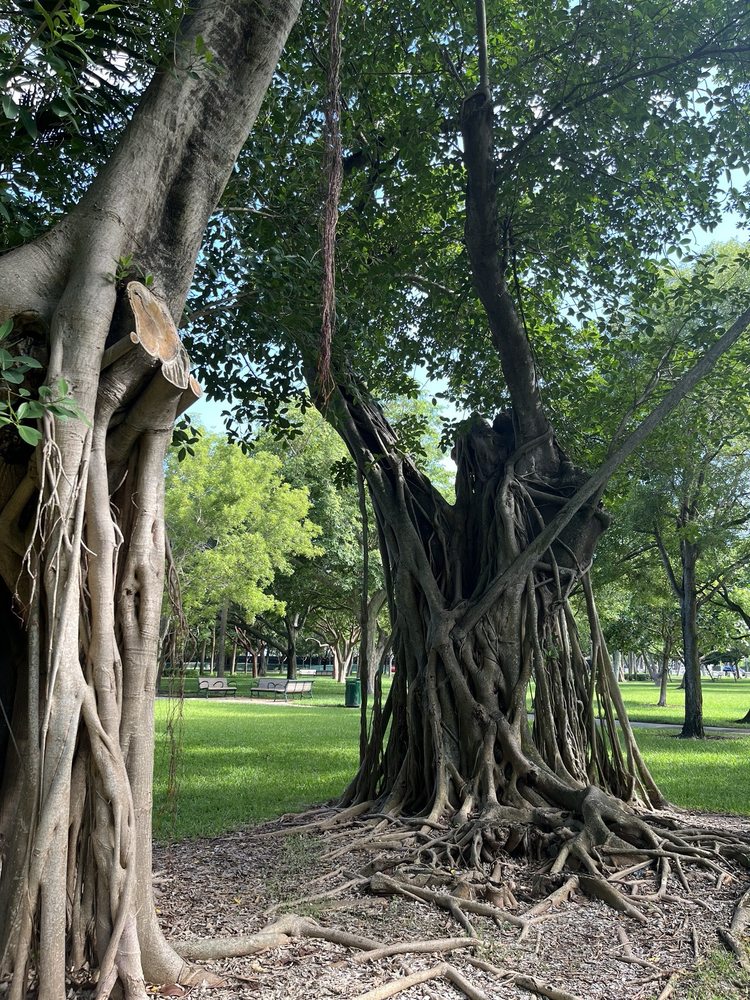 Pine Tree Park Image