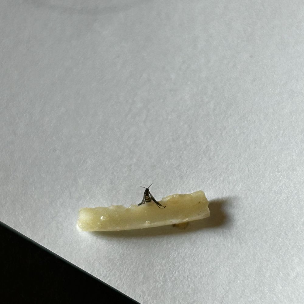Chipotle Mexican Grill - FLY ON CHEESE - Fast Food Near Me - Muncie, Indiana