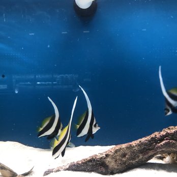 Jungle Aquatics - Local Fish Stores Near Me - Virginia Beach, Virginia Jungle Aquatics - Local Fish Stores Near Me - Virginia Beach, Virginia