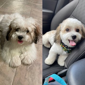Groom Grub & Belly Rub - My pup before & after pic - Pet Groomers Near Me - Orlando, Florida