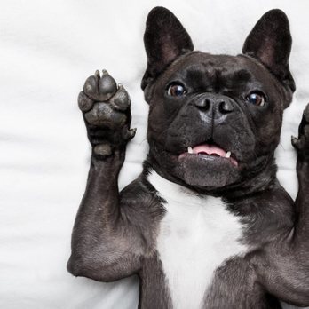 Auburn Bay Veterinary Clinic - Veterinarians Near Me - Calgary, Alberta Auburn Bay Veterinary Clinic - Veterinarians Near Me - Calgary, Alberta