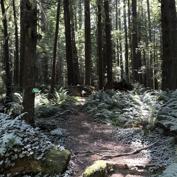 Jedediah Smith Redwoods State Park - On the Nickerson Ranch Trail - Parks Near Me