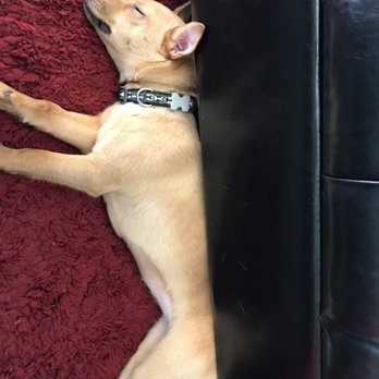 Petco - Pet Stores Near Me - Puyallup, Washington