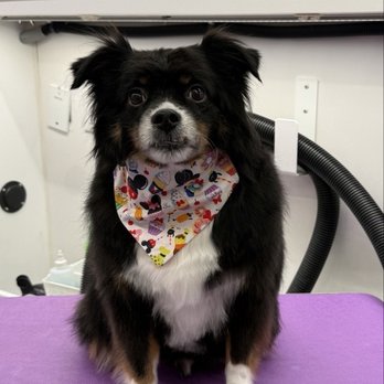 Reese's Pet Sitting - Pet Groomers Near Me Reese's Pet Sitting - Pet Groomers Near Me