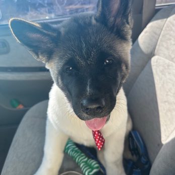 Reigning Cats and Dogs - Pet Groomers Near Me - Albuquerque, New Mexico