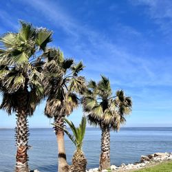 Seawolf Park