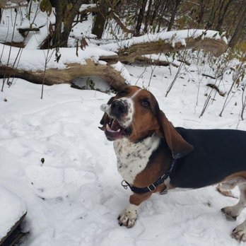 Puppy Shananigans - Morty loves his sticks! - Dog Walkers Near Me Puppy Shananigans - Morty loves his sticks! - Dog Walkers Near Me