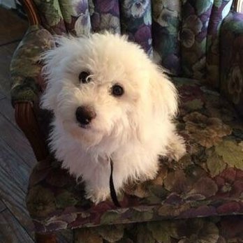 B and C Kennels - The famous Bichon side to side tilt when you're taking to them . - Pet Breeders Near Me - Clare, Illinois