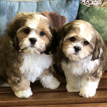 Murdock's Grooming Salon - Pet Groomers Near Me - Denver, Colorado