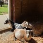 Farrel-McWhirter Farm Park