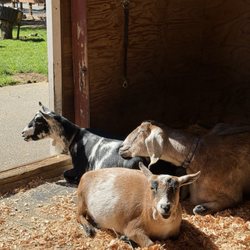 Farrel-McWhirter Farm Park - Goats
