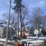 Photo of JBS Professional Tree Care