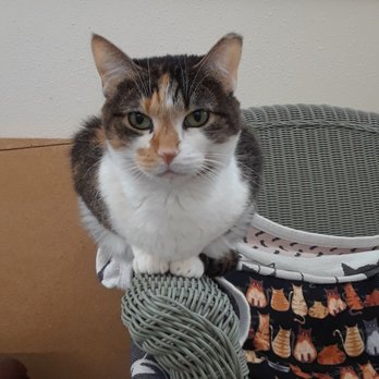 Homeless Cat Network - Penny - A smart kitty. She is more of a roommate kind of gal (6/3/21) - Animal Shelters Near Me Homeless Cat Network - Penny - A smart kitty. She is more of a roommate kind of gal (6/3/21) - Animal Shelters Near Me