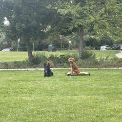 Koru K9 Dog Training & Rehabilitation - Training with Jenna's Dog