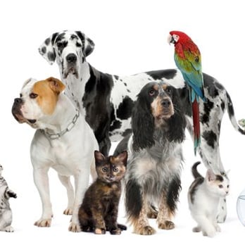 Laura's Critter Care - Pet Sitting Near Me - Getzville, New York Laura's Critter Care - Pet Sitting Near Me - Getzville, New York