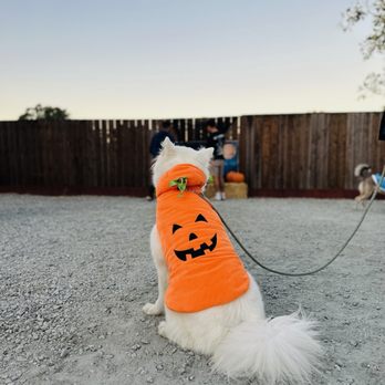 Inclined Canine Academy - Halloween event at ICA - Pet Training Near Me - Morgan Hill, California Inclined Canine Academy - Halloween event at ICA - Pet Training Near Me - Morgan Hill, California