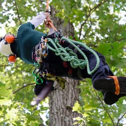 Tree Specialists