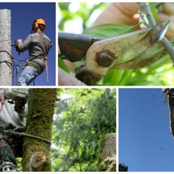 Quality Tree Services