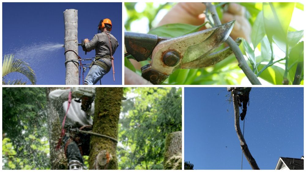 Quality Tree Services - tree service in Verona, NJ