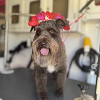 Bow Tie Mobile Pet Grooming - Pet Groomers Near Me Bow Tie Mobile Pet Grooming - Pet Groomers Near Me