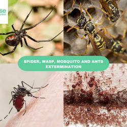 Wise Pest Control - From Mosquitoes to Ants, Spiders to Wasps - We've Got You Covered! Say Hello to a Bug-Free Environment #WisePests
