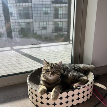 One Love Cats - Pet Breeders Near Me One Love Cats - Pet Breeders Near Me