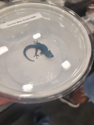 @the Grounds by null