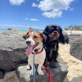 Mokupuni Paws - Pet Training Near Me