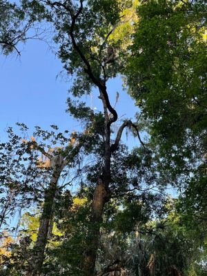 Rainbow Springs State Park by null